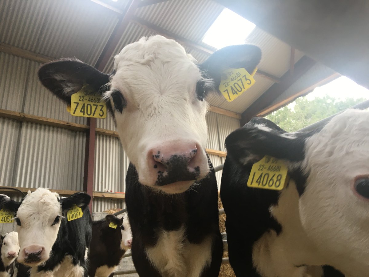 Bovilis INtranasal RSP Live provides:

- The earliest protection available on the market against RSV and PI3 in Ireland

- The fastest onset of immunity against RSV 

- Full protection in 7 days

#Bovilis #TotalCalfhealthSolutions

More info: ow.ly/VO4250z157P