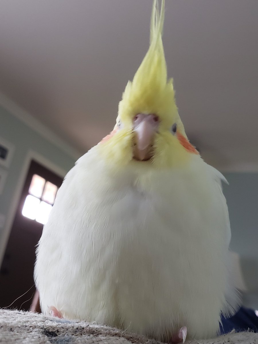 pikachu cockatiel