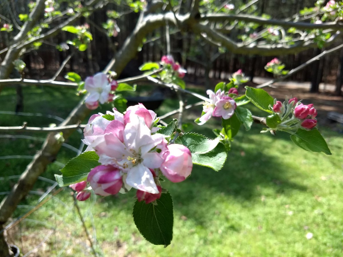 lowattinc's tweet photo. Most of our apple trees are in full bloom now as the redbud trees fade. https://t.co/TwMNdzPgay