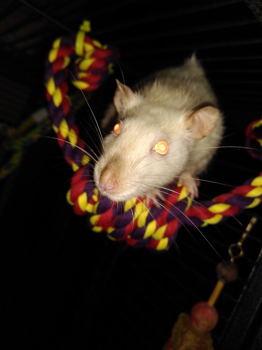MixitMizz's tweet photo. Snow The Shape-shifter has decided today she wants to be a shark. Hense her wittle back Mohawk. 

#pets #RatsZone #rats #RatMomma #petsluver #petstagram https://t.co/4W47jk4osO