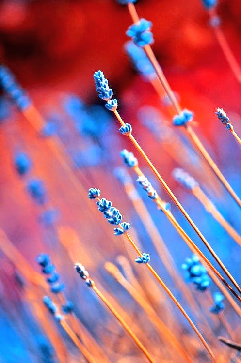 😍Happy Friday 😍
💙💙🧡💙❤️💙🧡💙💙