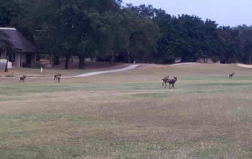 Kingly's tweet image. Wilddogs entering the estate this morning. This place will feel like an open buffet to them.