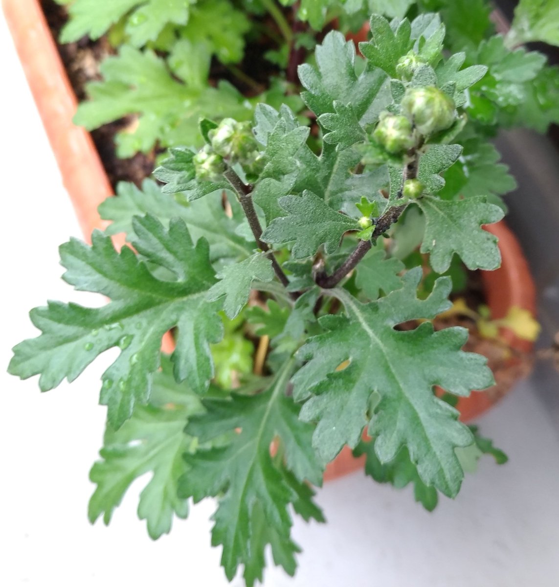 こころんグリーン Twitterissa 菊の花芽が付いています この時期の花芽は大変珍しいと思います しっかり 花咲いてくれるよう期待してます 菊 花芽 春 春の花 挿し芽 園芸品種 園芸 ガーデニング 熊本市南区 熊本