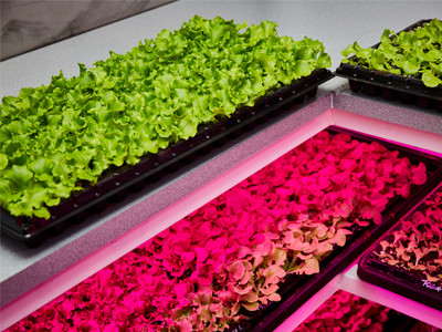 Thanks to <a href="/foodmagaus/">Food magazine</a> for a timely write up this week about how vertical farming is helping to ease food supply concerns. bit.ly/3bJDDbt

#urbanfarming #verticalfarming #agtech #hyperlocal