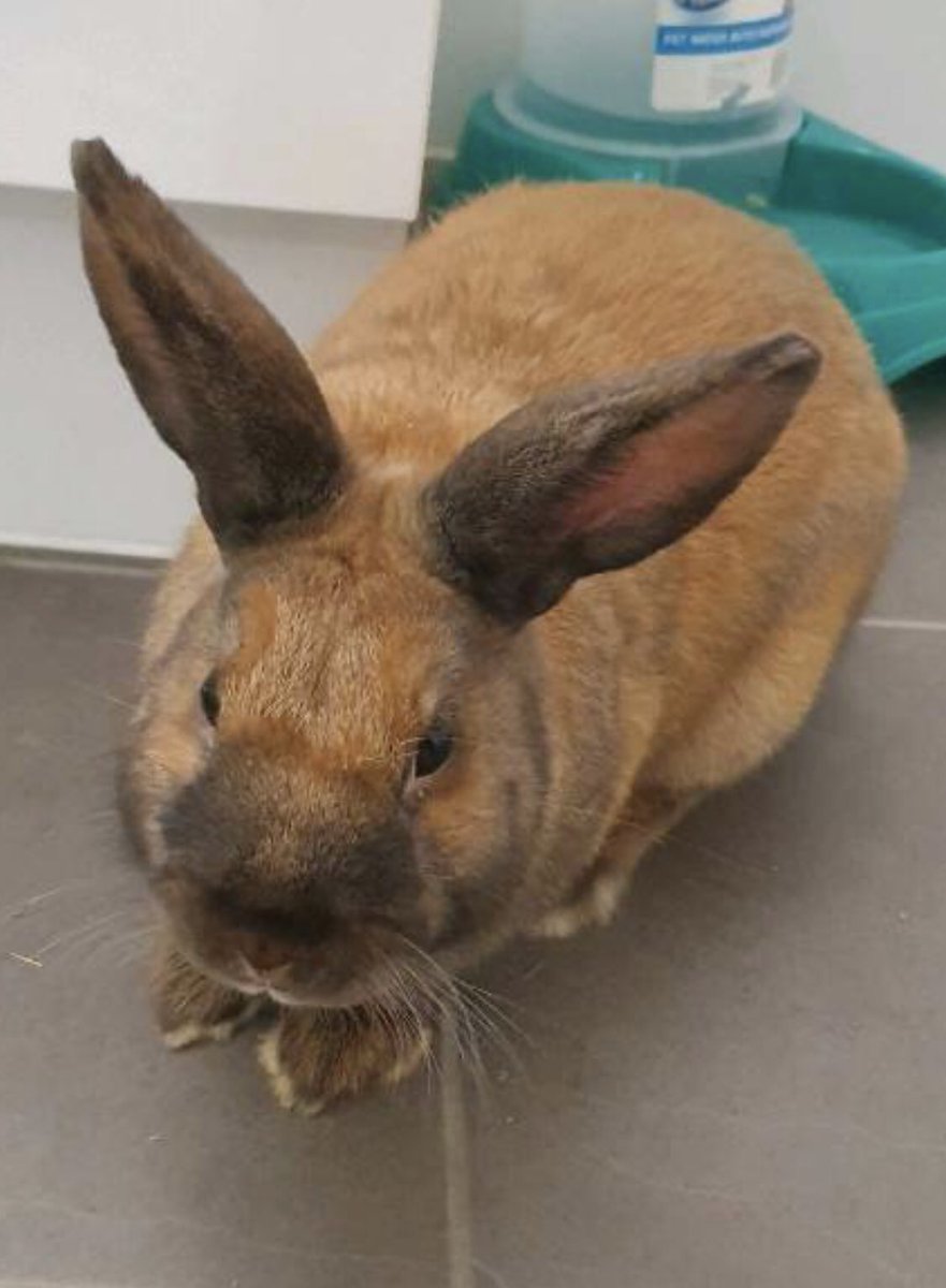 roseholley2's tweet photo. The Special Collections Curators bunny rabbit.....WFH. #petsofunsw @UNSWCanberra https://t.co/0yzkQSQ7MG