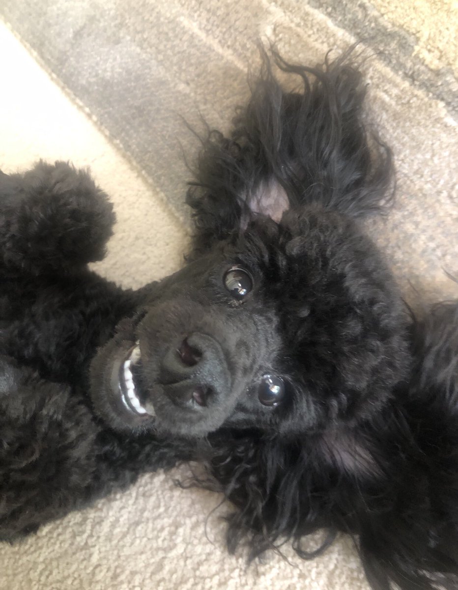 LizReed_palaeo's tweet photo. As week one with my new PA draws to a close, sheโs reverted to the tried and tested strategy of sucking up to the boss! #petsofUofA Hope youโve enjoyed her adventures this week. Signing off ๐๐ฉ https://t.co/lBArjsfeEe