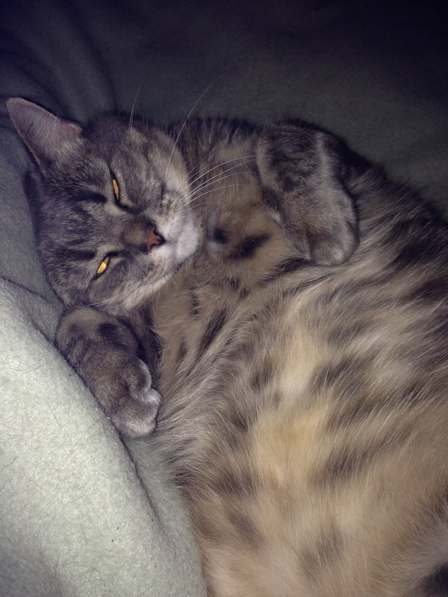 QldTossie's tweet photo. thank you so much everyone for your lovely and wonderful messages. It has meant so much. We want to put up some pictures of Tossie living her beautiful life. We miss her so much https://t.co/Iutrri35t0