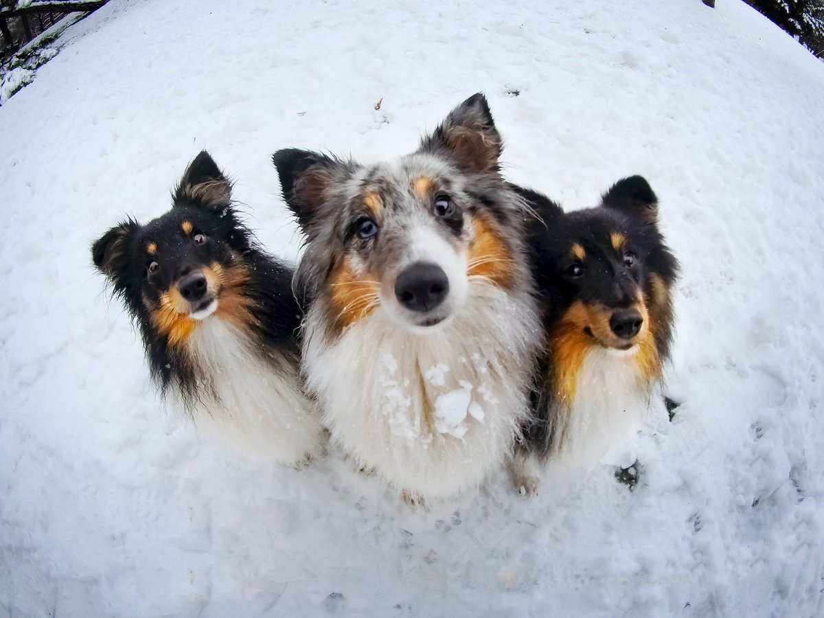 Through the lenses of #vantopmoment6s #actioncamera ❤

#dogsoftwitter #petlovers