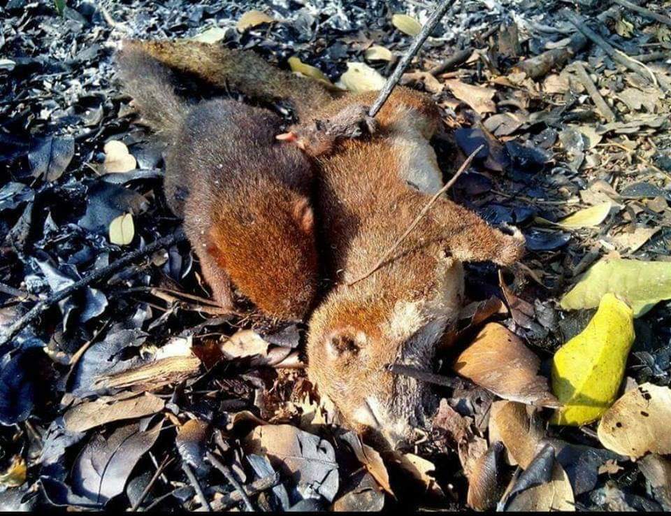oceanbulex's tweet photo. เตงคะไปช่วยพวกเราปั่นเเทคนี้หน่อยนะคะ #saveเชียงใหม่2 ตอนนี้ไฟเริ่มลามไปเรื่อยๆเเต่รฐบ.ยังไม่ยื่นมือเข้ามาช่วยเหลืออะไรเลยเเถมข่าวก็เงียบไปช่วยดันกันหน่อยนะคะ💘#ถือเป็นโอกาสที่ดีของแม่ https://t.co/kKcELJpApX