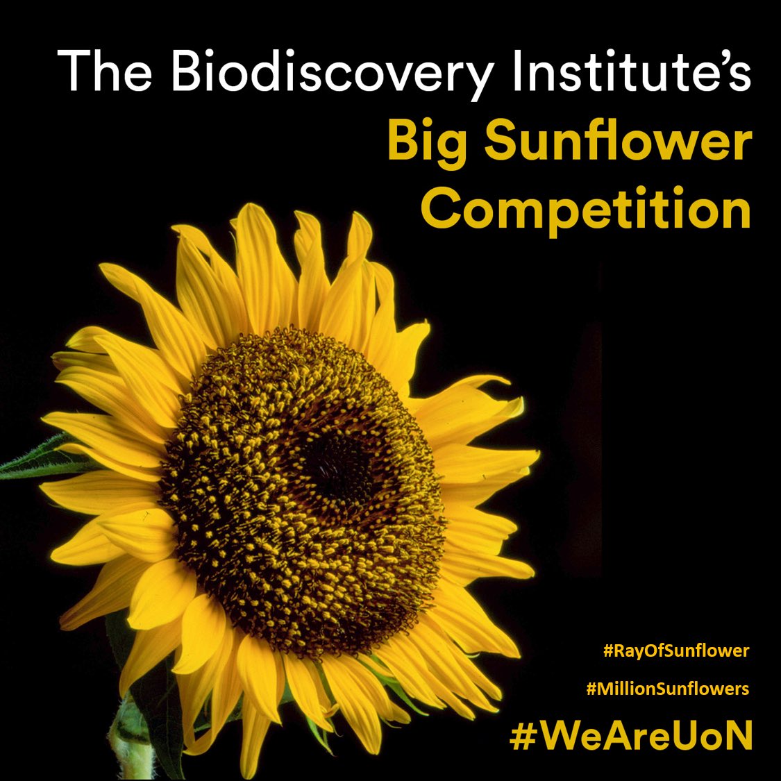 chrisdenning42's tweet photo. 1/6 Let’s brighten the nation’s mood. Today we launch #RayOfSunflower Biodiscovery Institute competition @UniofNottingham Let’s reach a target of #MillionSunflowers. Get involved. Spread the word to family, friends &amp; colleagues @BBCCountryfile @UoNPressOffice @The_RHS #WeAreUoN https://t.co/rMi5Cbzp4N