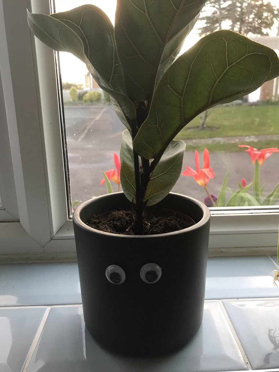 Googly house plant 