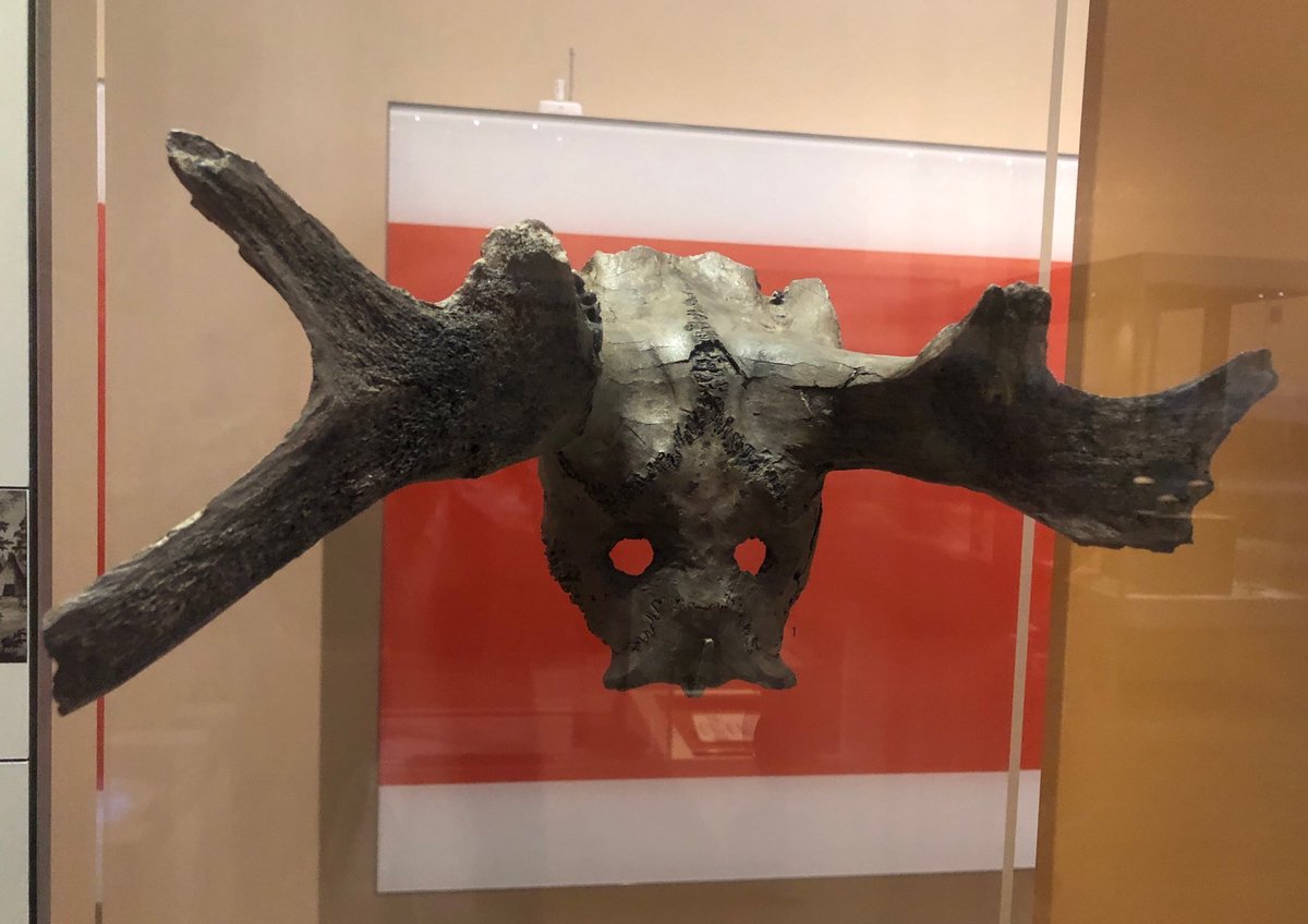 The famous Star Carr headdress, from the Mesolithic, c. 8.000 BC. BM London. Around 20 similar finds are known, e.g. from Biesdorf, Hohen Viecheln, Königshoven, Plau and Poggenwisch. They have been interpreted as camouflage worn by hunters, but also as paraphernalia of shamans.
