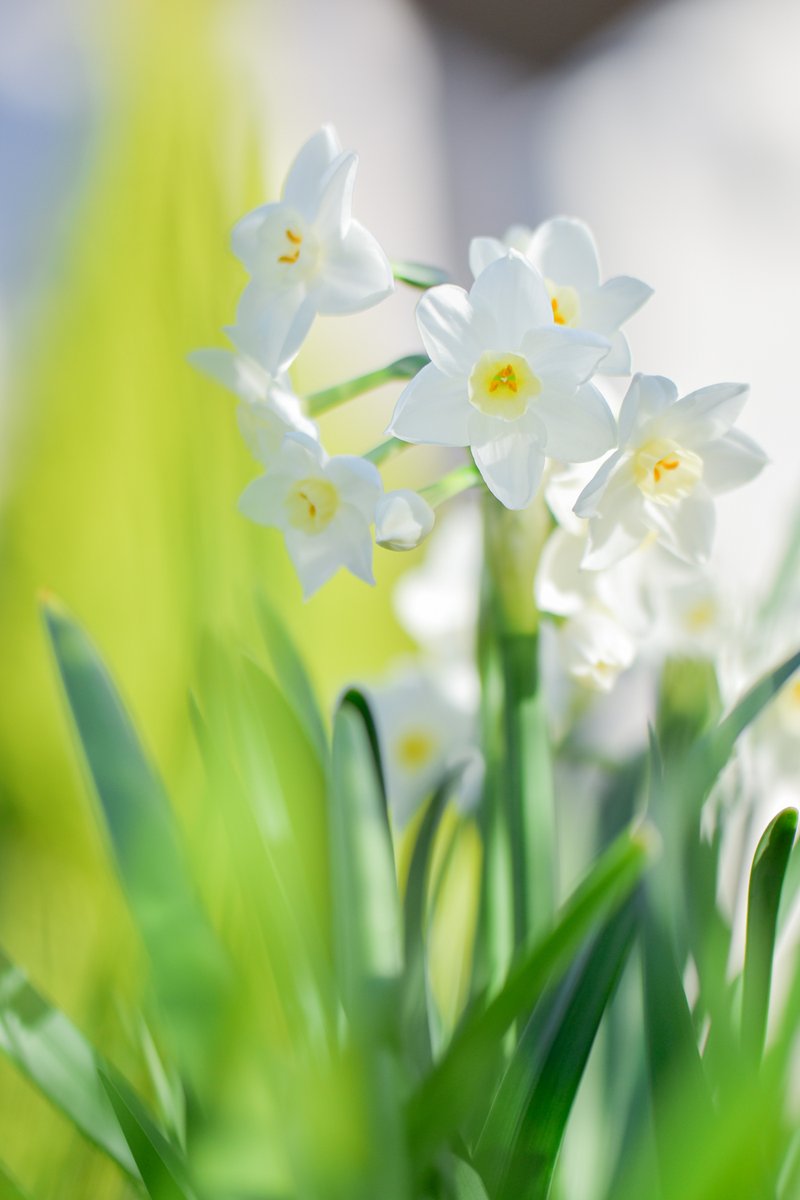 ひらはらあい Photographer わたしの好きな花ランキング上位の スイセン です でも どうしてそんなに好きなの と言われることが多いお花です 控えめでいい香り 冬の間 励ましてくれている気がする 白 黄 緑の清楚なコントラスト 花期が ひらはらあい Photographer わたしの好きな花ランキング上位の スイセン です でも どうしてそんなに好きなの と言われることが多いお花です 控えめでいい香り 冬の間 励ましてくれている気がする 白 黄 緑の清楚なコントラスト 花期が