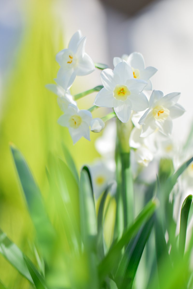 ひらはらあい Photographer わたしの好きな花ランキング上位の スイセン です でも どうしてそんなに好きなの と言われることが多いお花です 控えめでいい香り 冬の間 励ましてくれている気がする 白 黄 緑の清楚なコントラスト 花期が