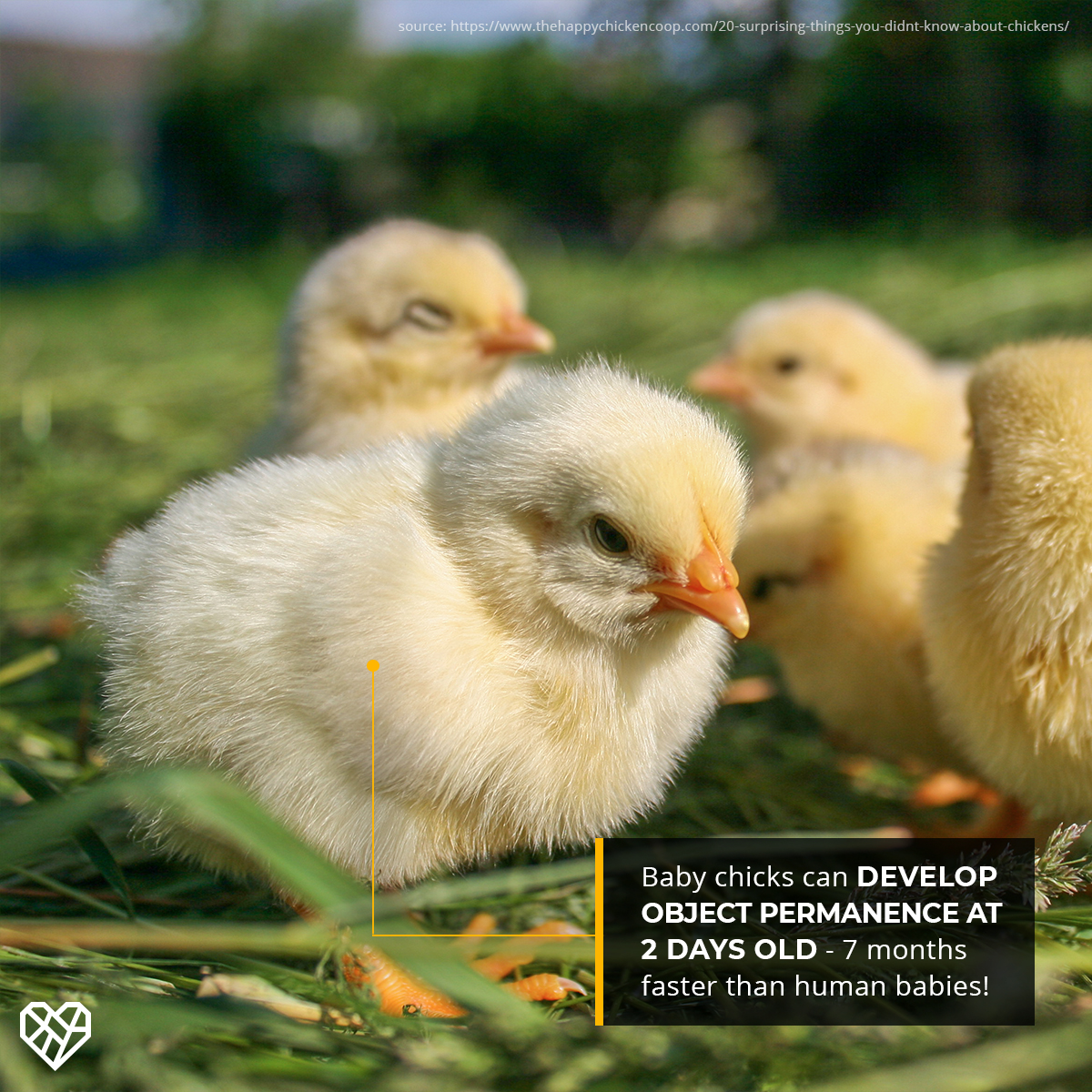 humaneleagueuk's tweet photo. It's official ‼️

Science has confirmed that chickens aren't just cute, they're intelligent and feel emotions too 🐣💛

#FunFactFriday https://t.co/gcLiEfQdfQ