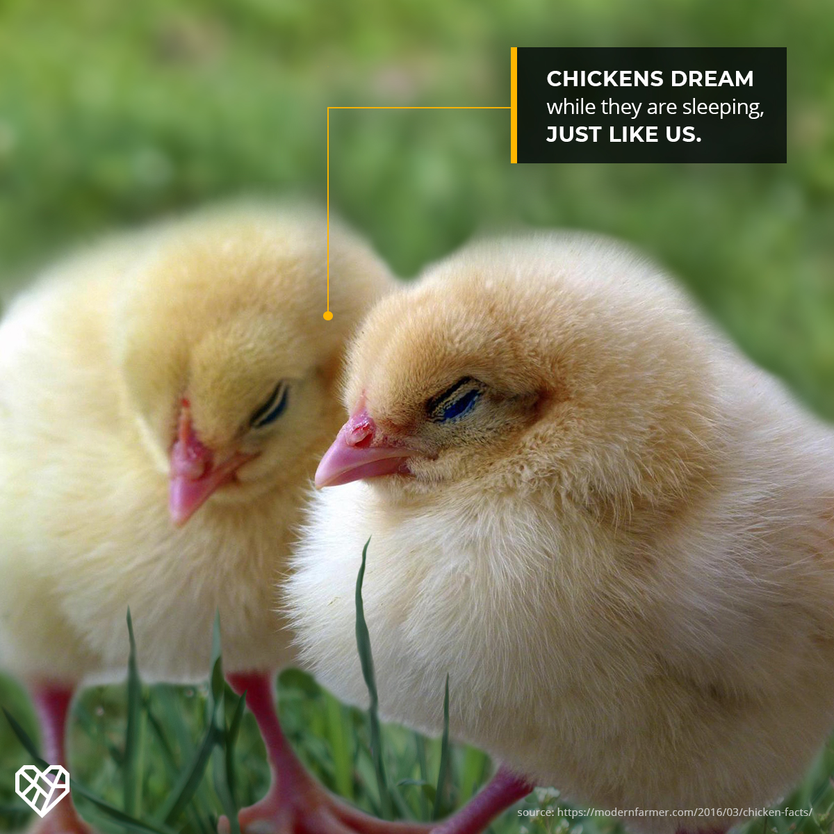 humaneleagueuk's tweet photo. It's official ‼️

Science has confirmed that chickens aren't just cute, they're intelligent and feel emotions too 🐣💛

#FunFactFriday https://t.co/gcLiEfQdfQ