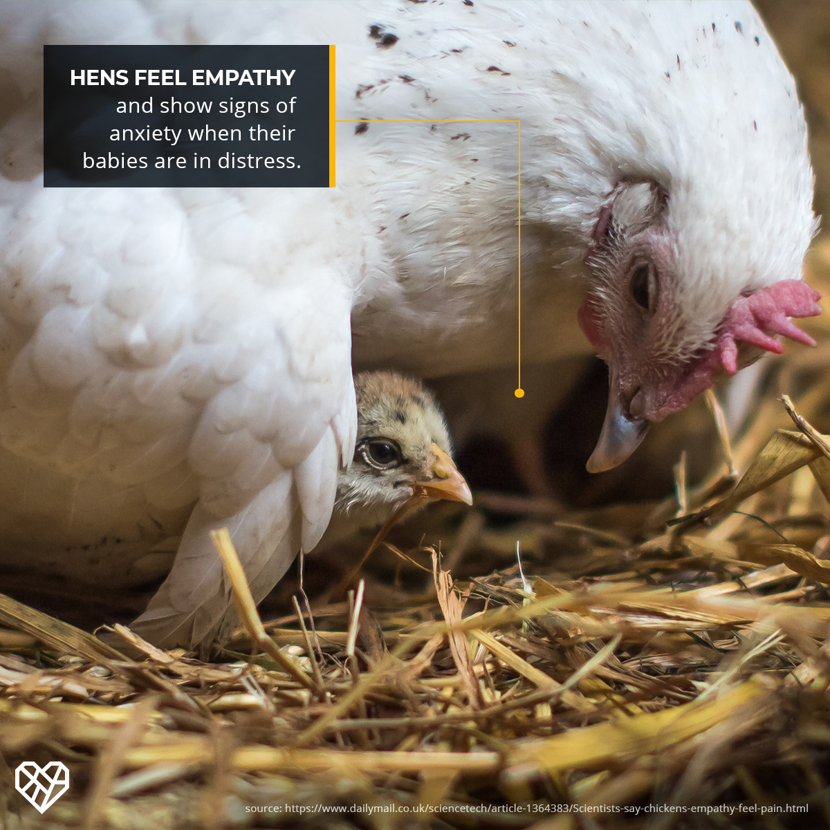 humaneleagueuk's tweet photo. It's official ‼️

Science has confirmed that chickens aren't just cute, they're intelligent and feel emotions too 🐣💛

#FunFactFriday https://t.co/gcLiEfQdfQ