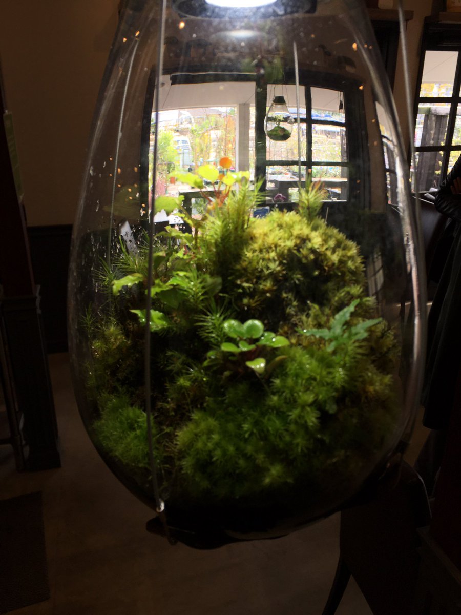 Mosslight Led Led照明付テラリウム Twitter પર 宝塚の陽春園パルコジョキに展示しているモスライトを 小さな花が咲くベコニアとセントポーリアが入った作品に入れ替えてきました 小さな可愛い花が咲く予定です 近くの方は覗きに行ってくださいね T Co