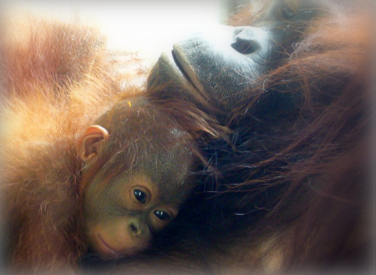 10.000 orangutans live in palm oil areas in #Borneo. How can #palmoil growers create safe havens and forest corridors to improve connectivity for the #orangutan? Read the blog by <a href="/orangutans/">Michelle Desilets🦧 (Bluesky: @savetheorangutan)</a> <a href="/orangulandtrust/">Orangutan Land Trust🦧 (also on Bluesky)</a> #choosesustainable #sustainablepalmoil ow.ly/yYrh50z44T8