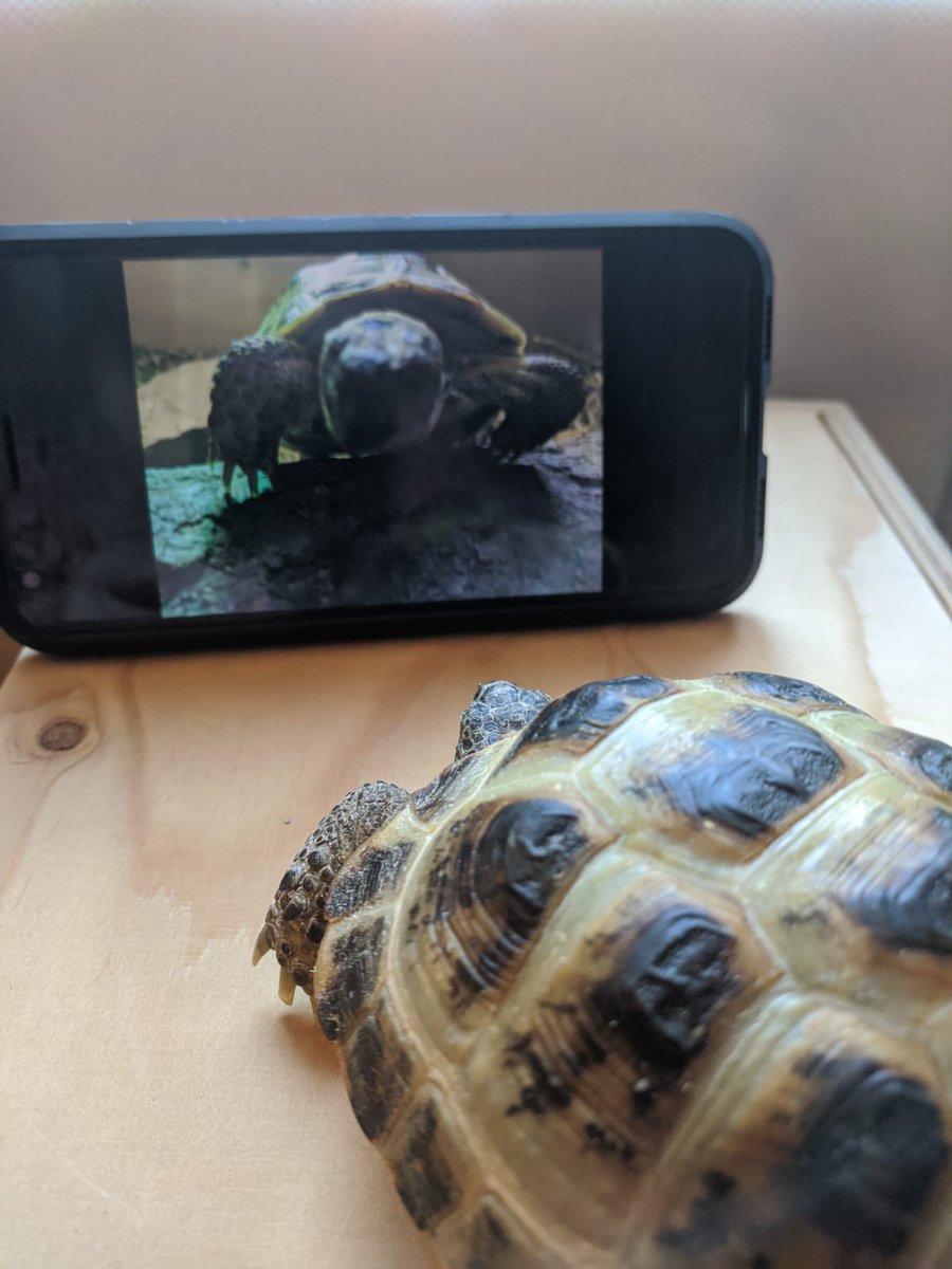 TKSTortoises's tweet photo. Why not try video calling a friend? 
🐢📱🐢 #TortoiseTips

#StayHomeSaveLives #COVIDー19 https://t.co/30lpcO4NbA