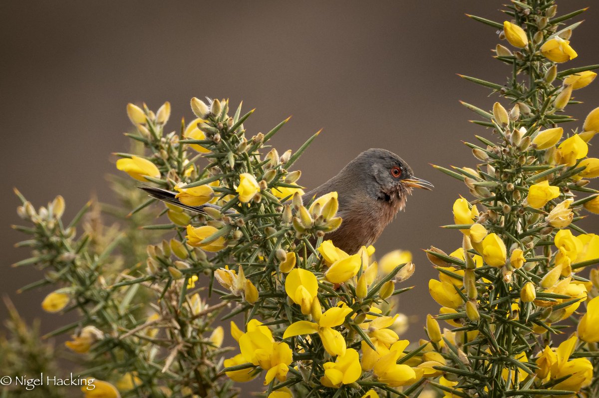 nigelhacking's tweet image. Garden and local walk list now 63spp with all 3 common hirundines yesterday. Also this lovely pair of Dartfords on yesterday’s hour long walk. Also Skylarks singing.