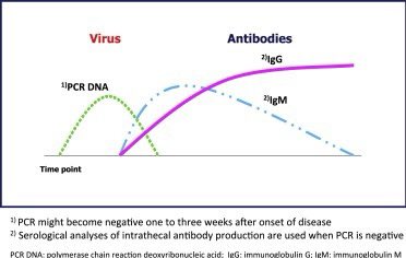 5. There’s a timing gap between becoming infected with a virus and producing IgM antibody. Then another gap between IgM being produced and IgG being produced. See picture (using varicella IgM and IgG, but also varicella DNA - more later) which illustrates this