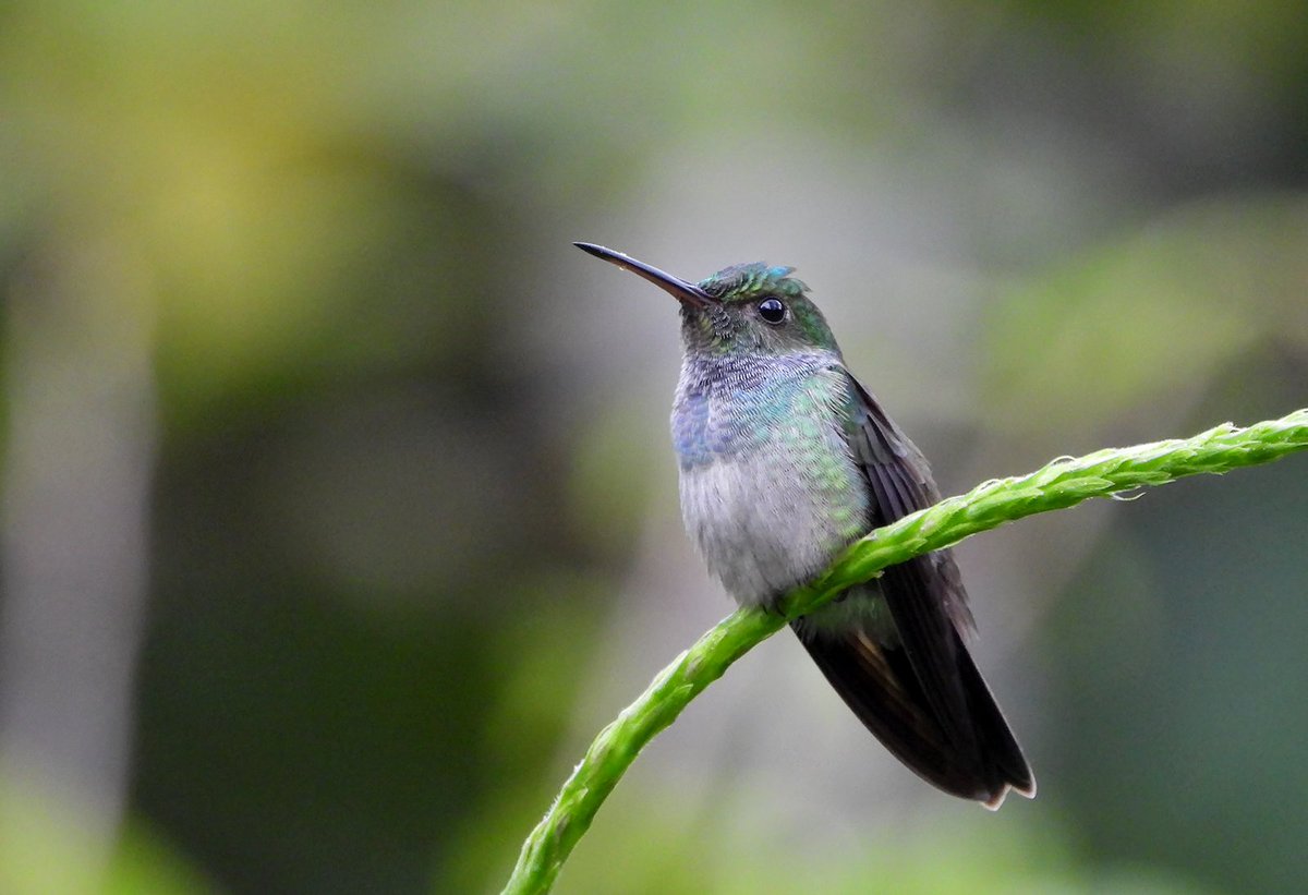 Chardbirder's tweet photo. Blue-chested Hummingbird for #Hummingbirdweek #Panama https://t.co/qbYEDBT1tn