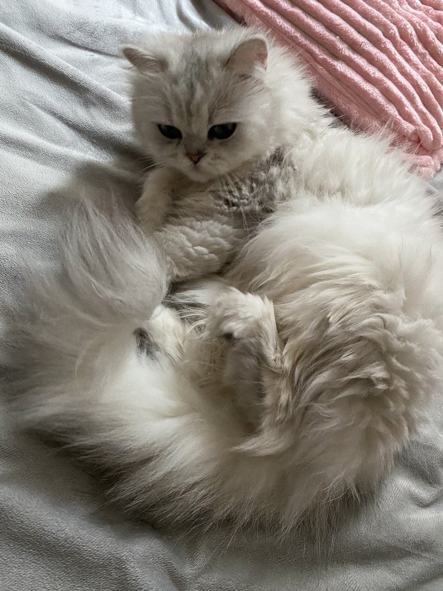 ウナギ サヤカ 教えて こんなときだからこそ みんな最近あった小さな幸せ1つづつ教えて 強制やから これは 絶対にひとつ言わないとあかんやつな うなは猫さん4ときつねさんと おうちでたくさんなでなでしながら 今日たくさん