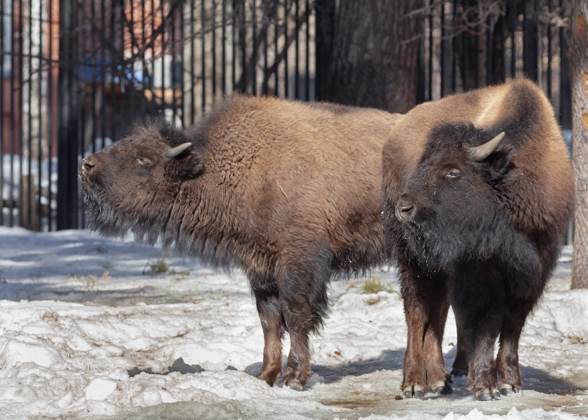nskzoo's tweet photo. НОВОСИБИРСКИЙ ЗООПАРК ПОЛУЧИЛ БИЗОНОВ ИЗ ЯКУТИИ
https://t.co/4Eaw035FLO https://t.co/iz50gSUCW8