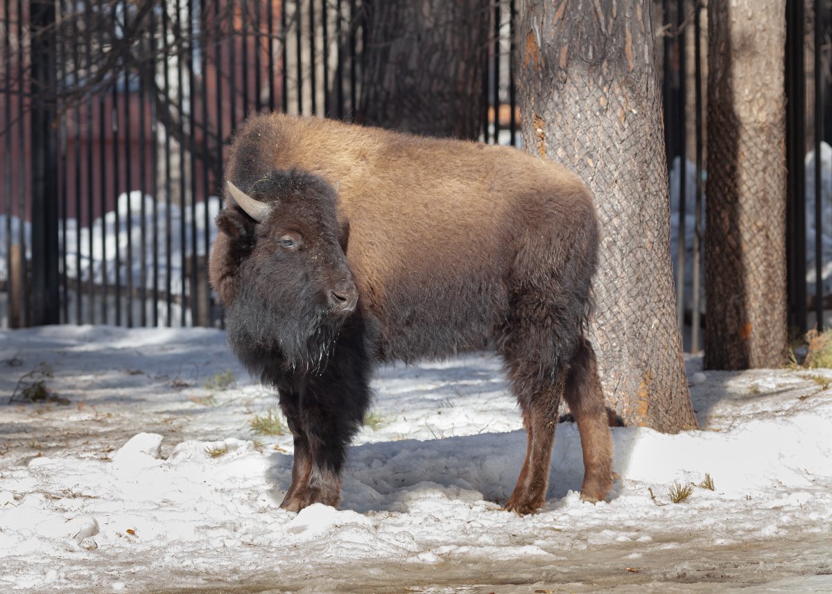 nskzoo's tweet photo. НОВОСИБИРСКИЙ ЗООПАРК ПОЛУЧИЛ БИЗОНОВ ИЗ ЯКУТИИ
https://t.co/4Eaw035FLO https://t.co/iz50gSUCW8
