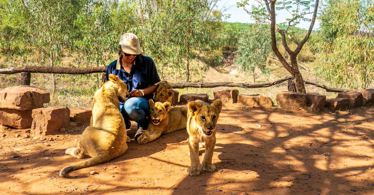 ESP: Algunos animales también deben confinarse primero para recuperarse después 🦁. Como sucede en los casos de conservación en los que hemos puesto nuestro granito de arena. #EsteVirusLoParamosUnidos