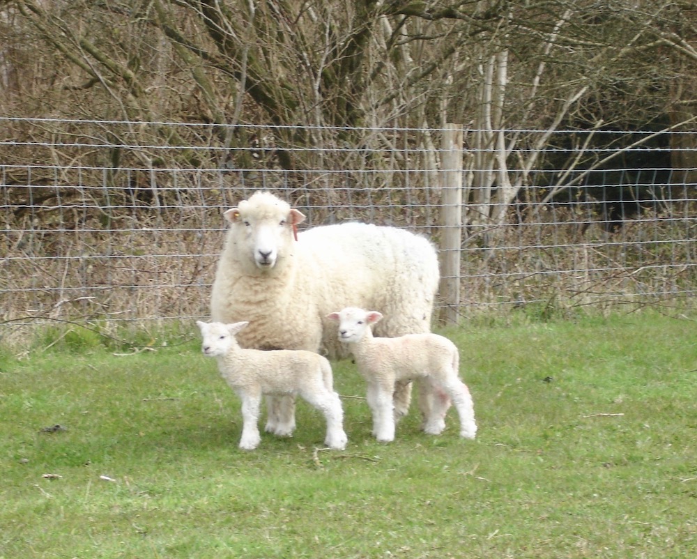 Signs of spring everywhere: new lambs on Bepton Down😊