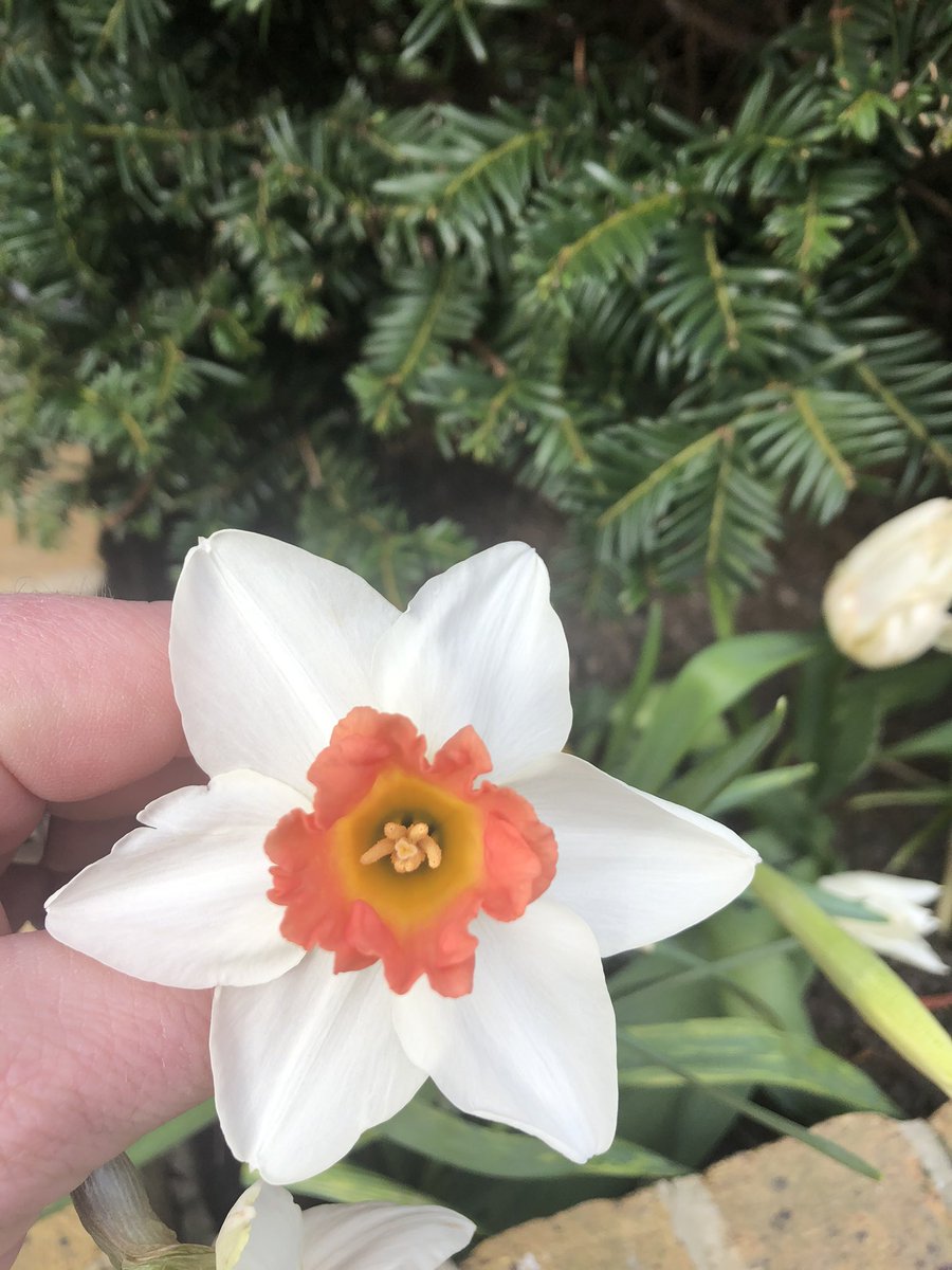 Martyn Falconer MHort (RHS) tweet media