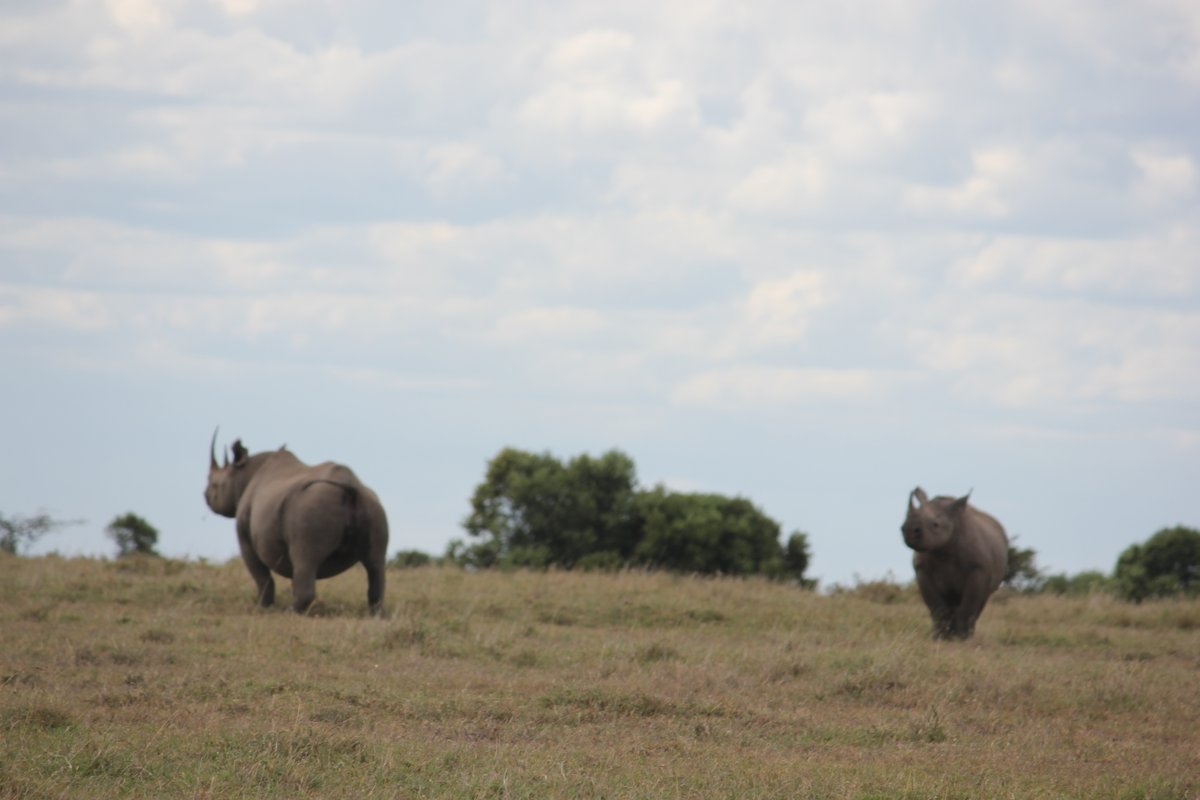 A sighting of any one of the Big Five is a cause for great excitement. But spotting a #rhino in the wild? It is one of those things that dreams are made of.
#ThisIsMyKenya #MagicalKenya  #WildlifeCrush #Rhinos #LoveRhinos #WhyILoveKenya #TreasureKenya