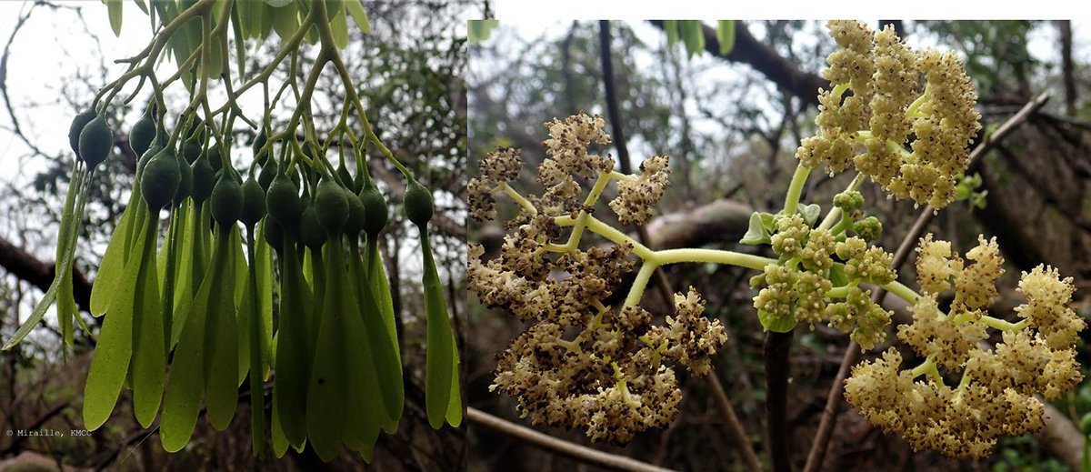 Gyrocarpus americanus #Hernandiaceae, herbiers collectées dans la forêt de Montagne des français #Madagascar durant la mission CEPF