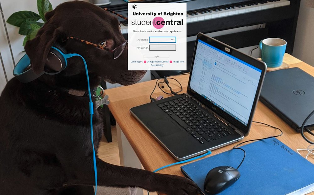 katiepiatt's tweet photo. This month we celebrate our staff and student's pets in our set of Working from Home login page photos #brightlearn (this is Digby on a conference call) https://t.co/jvFNfxdqkx