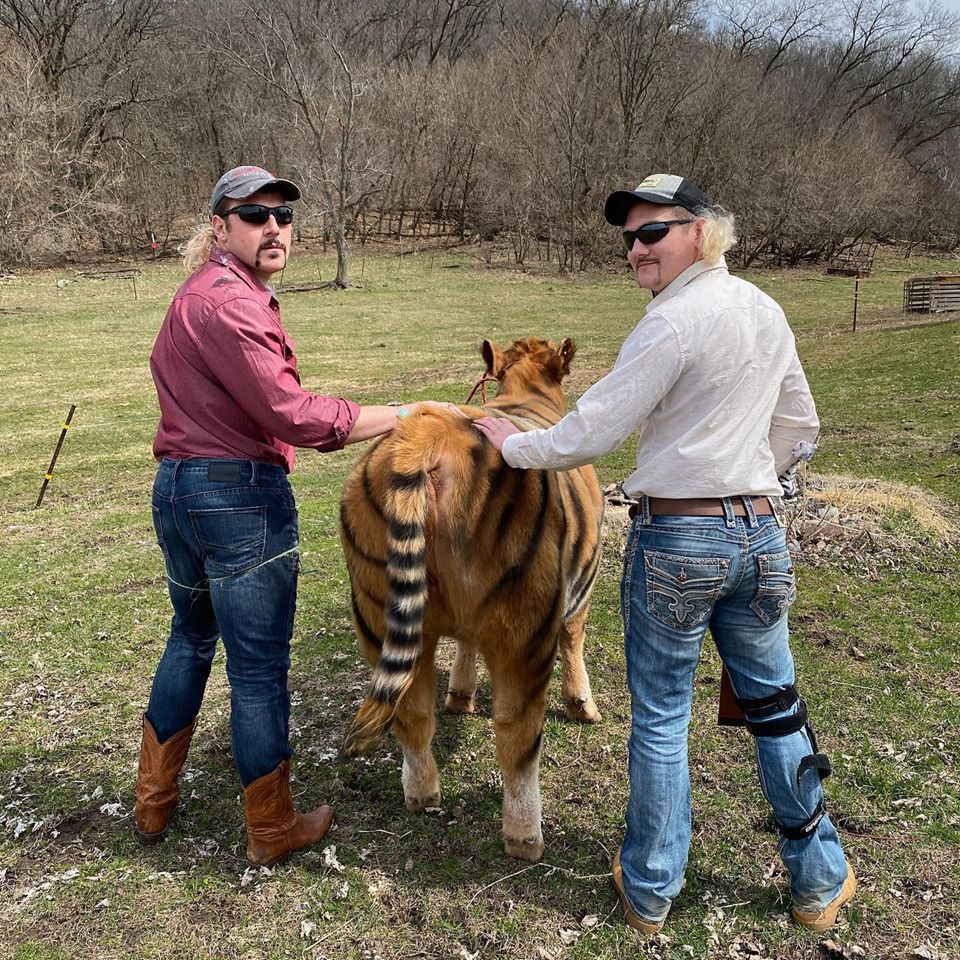 the__NFE's tweet photo. I just came across these photos of someone "cosplaying" as Joe Exotic from Tiger King AND THEY FUCKING PAINTED THE COW AS A TIGER! https://t.co/LsVdzT5dMe