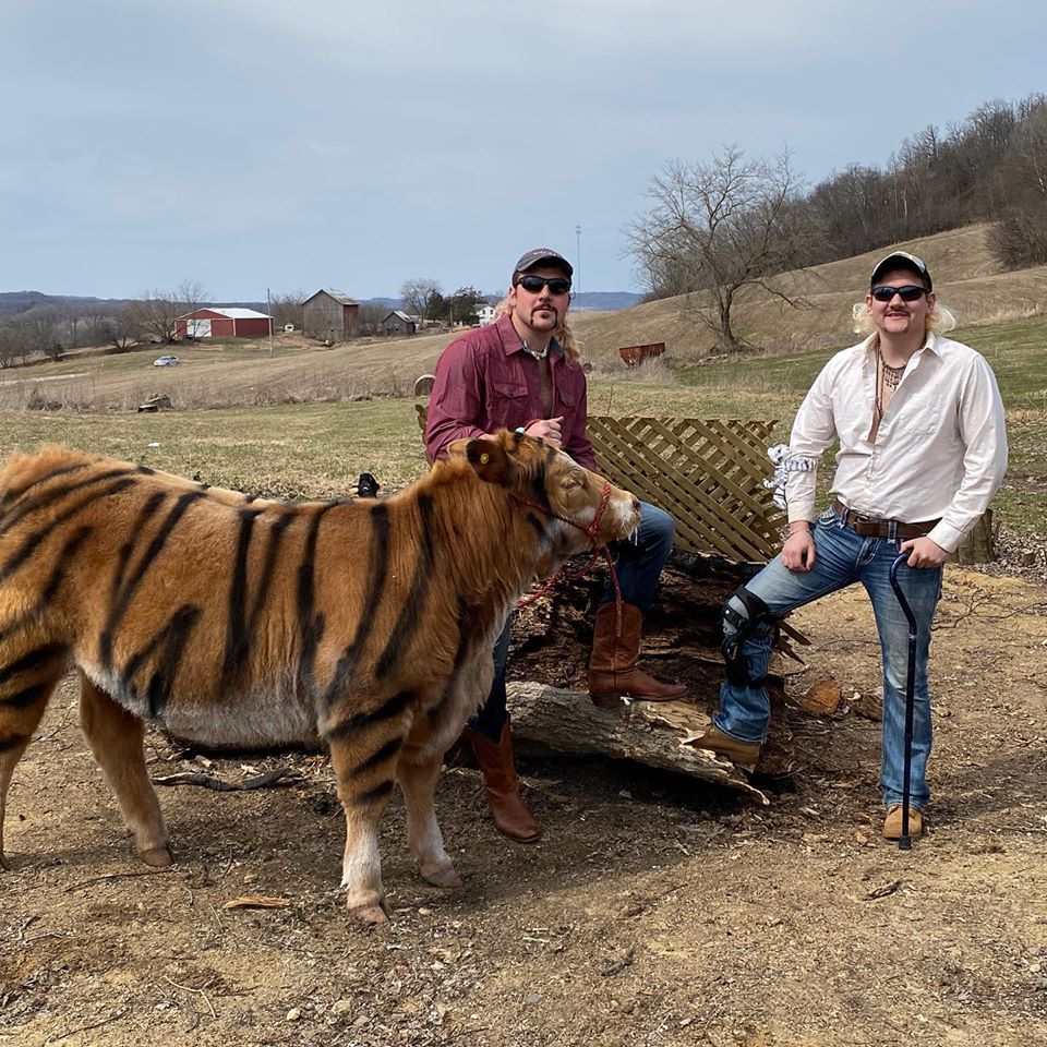 the__NFE's tweet photo. I just came across these photos of someone "cosplaying" as Joe Exotic from Tiger King AND THEY FUCKING PAINTED THE COW AS A TIGER! https://t.co/LsVdzT5dMe