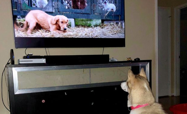 Собаки смотрят телевизор. Собака и телевизор. Небольшие телевизоры для собак. Собака из телевизора. Собака смотрит телевизор.