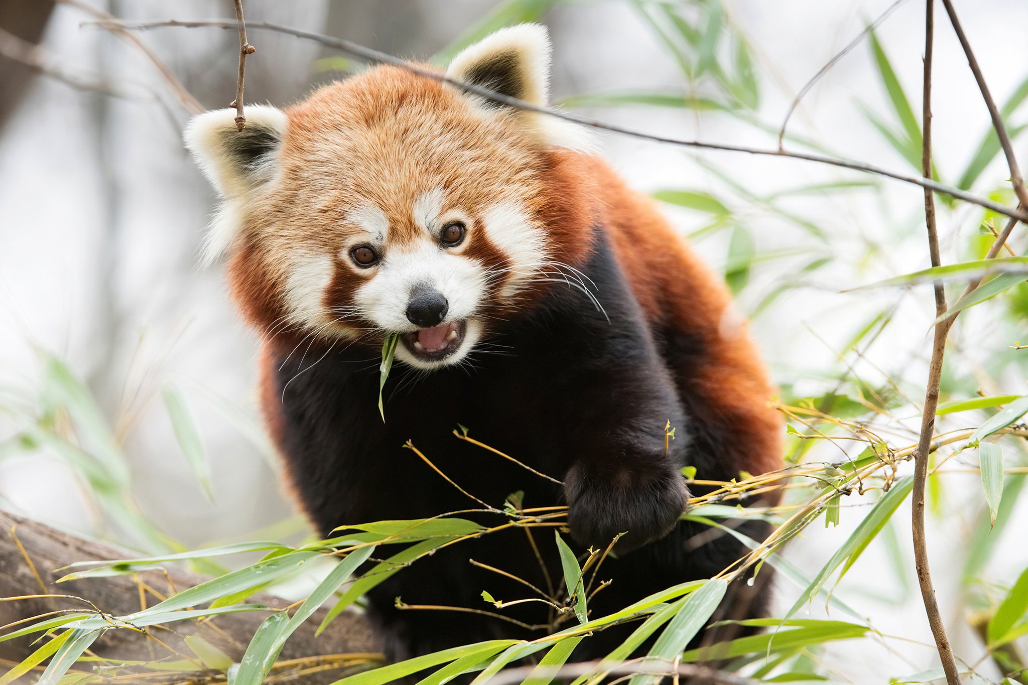 Tiergartenschonbrunn On Twitter Mit Unseren Roten Pandas Versussen Wir Euch Den Freitag Rote Pandas Sind Nicht Faul Sie Mussen Energie Sparen Weil Ihre Hauptnahrung Bambus Nicht Sehr Nahrstoffreich Ist