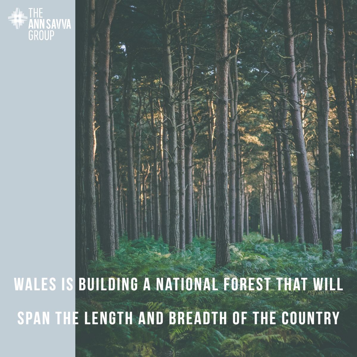 As the world is going through a very difficult time we thought we’d share #GoodNews stories with you to lift our spirits 🐋🌟🌲

#feelgoodfriday #staypositive #viralkindness #bluewhale #wildlife #niue #darksky #milkyway #Stars #forest #nature #planttrees #deforestation #urawesome