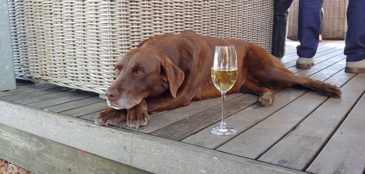 This is just the kind of feel-good content we need right now! @WineLandSA, our sister publication for the wine industry, has an  #SADogsofWine competition and these photos are incredibly heartwarming.Keep an eye out for the winner being announced in June. #day8oflockdown