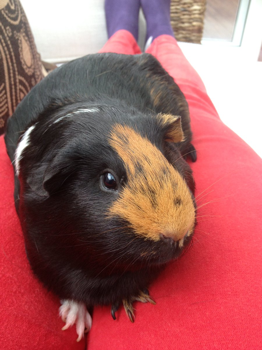 Fri 3 April (Day 14 working from home)This was Little Black Pig - yes, that was her name! She was a weird pig, very animated with other pigs, but scared stiff of humans. She didn't have much personality, but she liked licking faces! I loved her single white paw! #PigOfTheDay