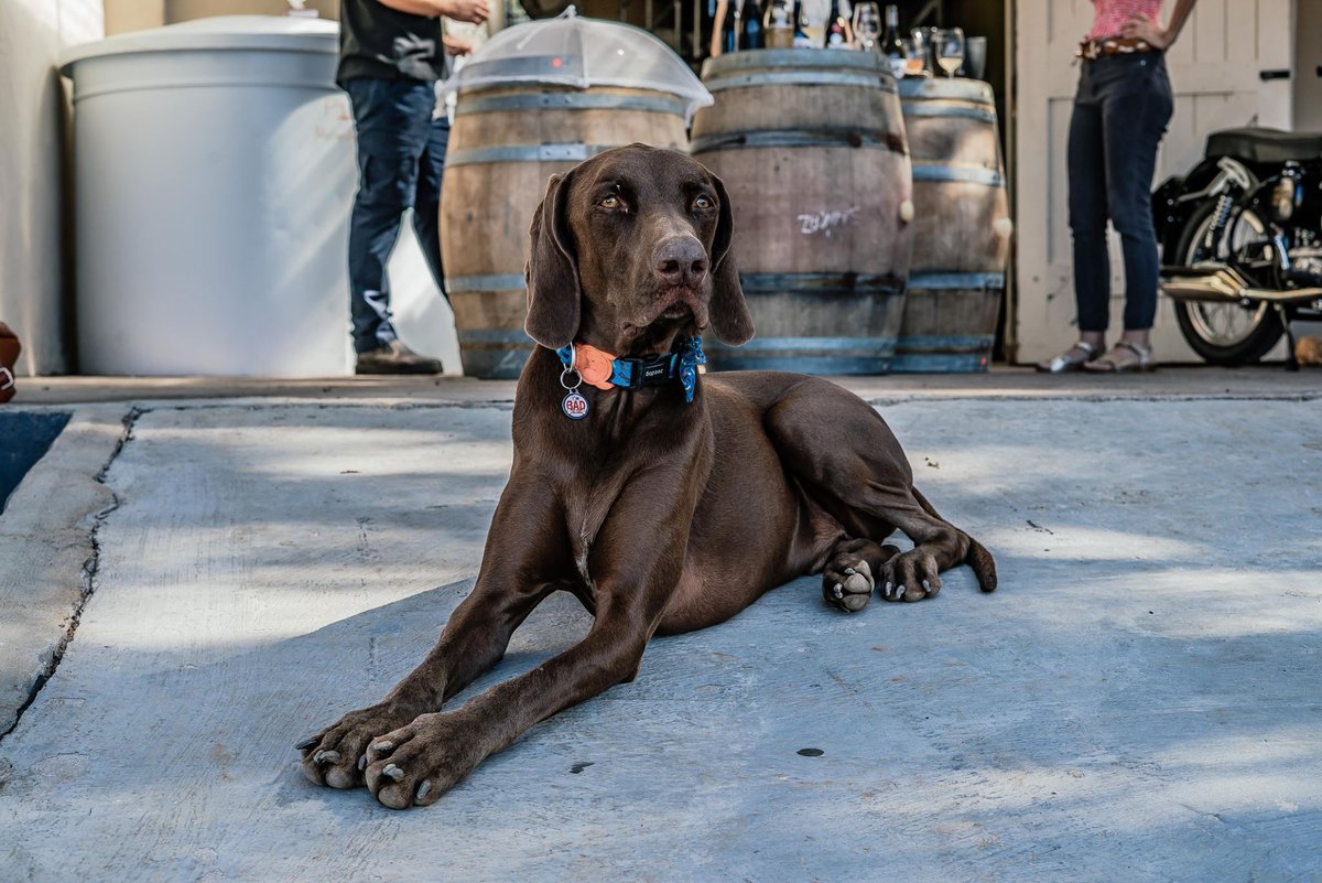 This is just the kind of feel-good content we need right now! @WineLandSA, our sister publication for the wine industry, has an  #SADogsofWine competition and these photos are incredibly heartwarming.Keep an eye out for the winner being announced in June. #day8oflockdown