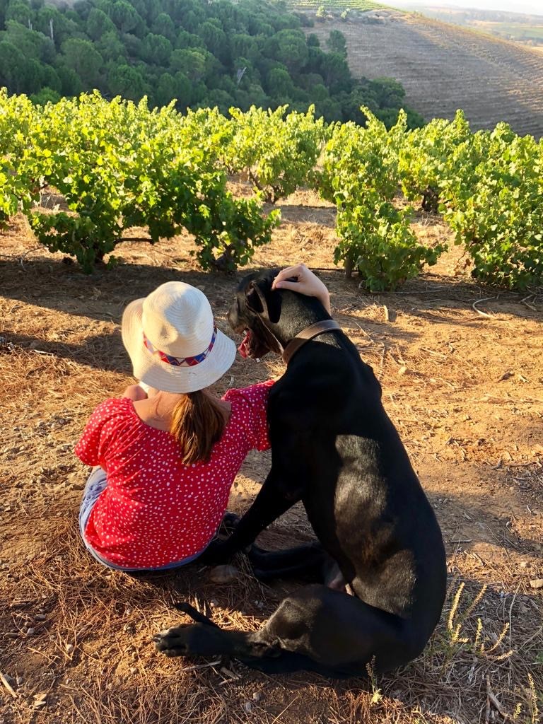 This is just the kind of feel-good content we need right now! @WineLandSA, our sister publication for the wine industry, has an  #SADogsofWine competition and these photos are incredibly heartwarming.Keep an eye out for the winner being announced in June. #day8oflockdown