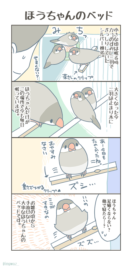 小さなころから手放せない、ほうちゃんのベッドです。

#Buncho #javasparrow #文鳥 