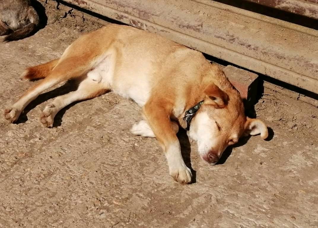 HolbrookAnimalRescue tweet media