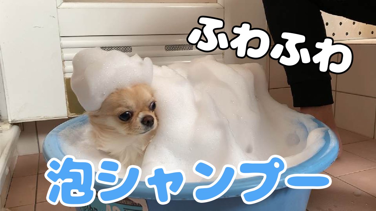 チワワのみるchannel En Twitter 犬 お風呂嫌いな子犬チワワに泡シャンプーでスッキリもふ毛に大変身 T Co X57xtb2lb8 泡シャンプー もふもふ 毛並みに 大変身 チワワ 犬好きさんと繋がりたい みるくchannel 可愛いと思ったらrt T Co