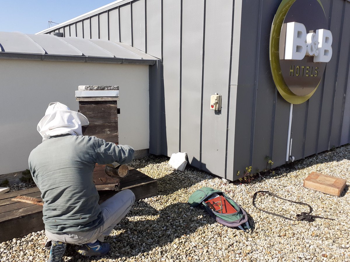 Les 50 000 abeilles de notre ruche ne sont pas en confinement, loin s’en faut. Elles profitent même de conditions climatiques favorables pour redoubler d’activité et fabriquer sur le toit de notre hôtel le miel que nous proposerons à nos clients au petit déjeuner.
#miel #abeilles