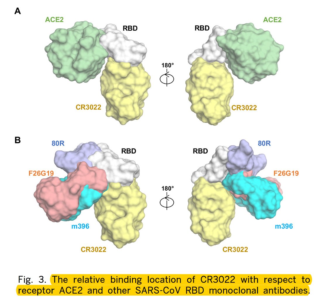 There's been recent reports of the crystal structure of  #COVID19. But now the crystal structure of the antibody, derived from a patient who recovered, w/ implications for vaccine devp't  https://science.sciencemag.org/content/sci/early/2020/04/02/science.abb7269.full.pdf So proud of my colleagues  @scrippsresearch h/t  @hholdenthorp